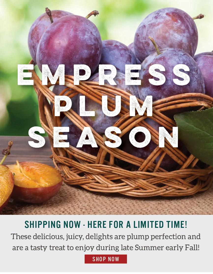 Empress Plums