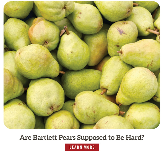 Are Bartlett Pears Supposed to Be Hard?